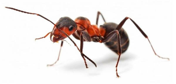 избавиться от муравьев дома